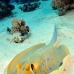 ray_bluespotted_tob_v_0014_egy0022.jpg